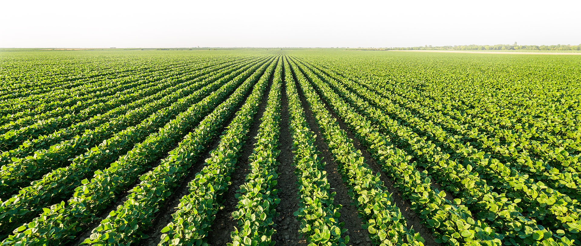 Al Marooj For Agriculture Service &amp; Trade LLC